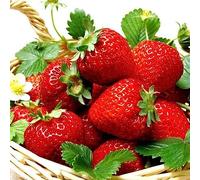 lamphle 500 Unids Raras Semillas de Kiwi de Fresa Dulce Fruta Yarda Bonsai Jardín Balcón Planta Flor Árbol Frutal Semillas Vegetales Semillas de Fresa Kiwi