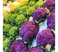 lamphle 500 Unids Semillas de Coliflor Coloridas Nutritivas Comestibles Jardín de Vegetales Decoración Flor Árbol Frutal Semillas de Vegetales Semillas de Coliflor 500 Piezas