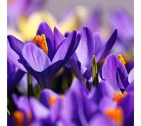 lamphle Semillas de Azafrán Crocus, 100 Unids/Bolsa Semillas Ecológicas Tolerantes a la Sequía Semillas de Azafrán en Maceta Semillas de Frutas de Árboles Vegetales Semillas de azafrán azafrán