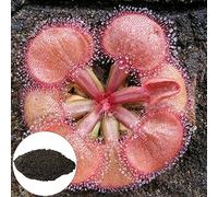 lamphle Semillas de Plantas carnívoras Naturaleza Atractiva Especial Hermosas Semillas de Plantas carnívoras para balcón