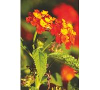 Lantern Blooms: A Journal of Quiet Focus: Hardcover 5.5x8.5” college-ruled notebook with 80 numbered pages and 2 index sheets - elegant and portable writing companion