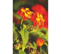 Lantern Blooms: A Soft Journal of Everyday Light: 5.5x8.5” paperback college-ruled notebook - 80 numbered pages plus 2 index sheets for flexible daily writing