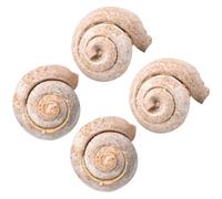 LAPYAPPE Adorno de Mesa 4 Fósiles Marinos Prehistóricos de Caracol en Color Caqui, Material Fósil para Ambientación y Enseñanza Científica Hogar