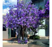 Large Artificial Jacaranda Tree, Purple Flower Fake for Indoor & Outdoor Decor, Ideal for Wedding, Party, and Commercial Spaces(7mx6m)