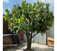 Large Full Canopy Artificial Persimmon Tree, Realistic Faux Fruit with Lush Green Leaves, Free Standing Fake for Indoor Outdoor(1.8mx1.5m)
