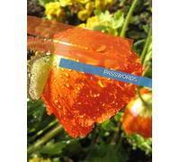 Large Print Password Book - Internet Password Organizer for Seniors, Easy to Read, 8.5 x 11 Inches, Alphabetical Logbook for Website Logins, Usernames, and Passwords