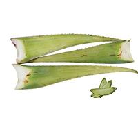 Las mejores hojas de aloe vera.