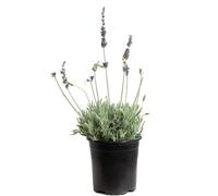 Lavanda de Olor Planta Natural con una Fragancia Única