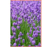 Lavender Field Lined Notebook | 6 x 9 Inch Journal with Floral Nature Cover for Writing and Notes