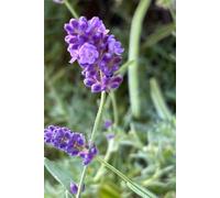 Lavender Love: Beautiful Nature Journal Notebook - Fun Gift Idea - For Friends and Family -Coworkers -Book Club Members -Anyone Who Loves Nature