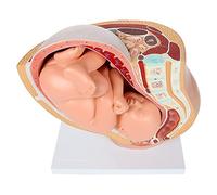 LAXED Embarazo Humano Desarrollo Fetal 9 Pélvico Embrionario Feto Feto Embarazo Anatomía del de Placenta
