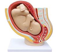 LBYLYH Educación Modelo Embarazo Modelos Anatómicos Femenino Embarazo Tiempo Completo Fetales Modelo Pelvic Modelo Médico Modelo Pelvic Anatómico