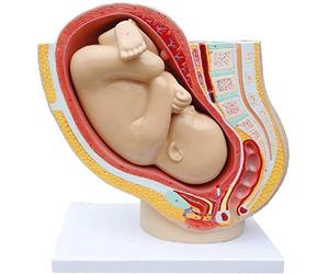 LBYLYH Educación Modelo Embarazo Modelos Anatómicos Femenino Embarazo Tiempo Completo Fetales Modelo Pelvic Modelo Médico Modelo Pelvic Anatómico