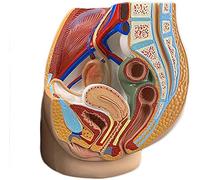 LBYLYH Humana Modelo del Sistema Reproductor Masculino Femenino Molde Estructura Anatómica De La Pelvis,Mujer