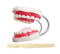 LBYLYH Modelo de enseñanza clínica Dental Dental estándar, Dientes/Goma Blanda/Lengua/Cepillo de Dientes - Ideal para demostración - fácil de Usar y almacenar