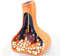 LBYLYH Modelo De Las Sinapsis Nerviosas Humanas, Ampliando Así La Estructura (120.000 Aumentos) por Microscopía Electrónica De 9 Partes