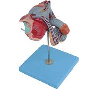 LBYLYH Modelo del Sistema Reproductor Masculino Interno Y Externo, La Enseñanza De Conveniencia Demostración 12,5 * 18 * 16,5 Cm