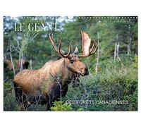 LE GÉANT DES FORÊTS CANADIENNES (Calendrier mural 2026 DIN A3 vertical), CALVENDO calendrier mensuel: 13 nouvelles photos d'orignaux prises au Canada