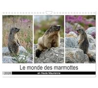 Le monde des marmottes en Haute Maurienne (Calendrier mural 2026 DIN A4 vertical), CALVENDO calendrier mensuel: La vie trépidente de marmottes qui ... de passer une hibernation en toute sécurité.