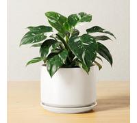 LE TAUCI Maceta de Cerámica de 17 cm con Plato y Agujero de Drenaje, Macetero Moderno para Plantas de Interior, Robusta y Duradera, Decoración para Hogar u Oficina, Blanco