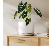 LE TAUCI Maceta de Cerámica de 20 cm con Plato Integrado y Agujero de Drenaje, Macetero Moderno y Minimalista para Plantas de Interior, Blanco