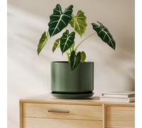 LE TAUCI Maceta de Cerámica de 20 cm con Plato Integrado y Agujero de Drenaje, Macetero Moderno y Minimalista para Plantas de Interior, Verde