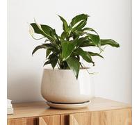 LE TAUCI Maceta de Cerámica Esmaltada, Maceta de 25 cm con Orificio de Drenaje y Plato, Maceta de Interior Duradera para Decoración Moderna del Hogar, Beige