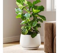 LE TAUCI Maceta de Cerámica Esmaltada, Maceta de 30 cm con Orificio de Drenaje y Plato, Maceta de Interior Duradera para Decoración Moderna del Hogar, Blanco