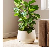 LE TAUCI Maceta de Cerámica Esmaltada, Maceta de 30 cm con Orificio de Drenaje y Plato, Maceta de Interior Duradera para Decoración Moderna del Hogar, Beige