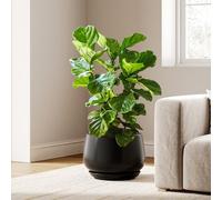 LE TAUCI Maceta de Cerámica Esmaltada, Maceta de 30 cm con Orificio de Drenaje y Plato, Maceta de Interior Duradera para Decoración Moderna del Hogar, Negro