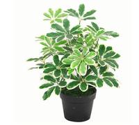 Leaf Arboricola - Planta Artificial de Hoja perenne, 55 cm