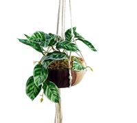 Leaf Design UK - Maceta de follaje Artificial Realista, Maceta Colgante para Plantas, 85 cm