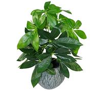 Leaf Design UK - Maceta de plástico Artificial de Color Negro, 50 cm, diseño de árbol