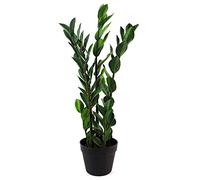 Leaf Design UK - Planta de follaje Artificial Grande Realista con Maceta, Gema de Zanzíbar, 75 cm