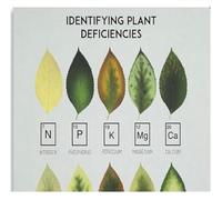 Leaf Diagnosis Poster Garden Nutrient Guide for Plant Care