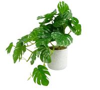 Leaf Plantas Artificiales de Monstera en Maceta