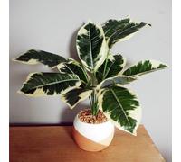 Leaf Plantas Artificiales de Oficina, Escritorio Realista