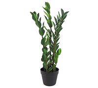 Leaf Plantas Artificiales Tropicales de diseño, 75 cm Zamioculcas
