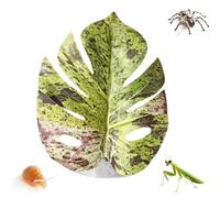 Leaf Toy for Jumping Spider - PP, 11 x 10 x 1 cm, decoración de hábitat Realista, Accesorio de terrario para Hermit, Serpiente, pájaro, Huevo de Mascotas, Carpet, Zoo, propagación de Plantas