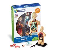 Learning Resources Modelo Anatómico Cuerpo Humano, Ages 8+, Maqueta de Anatomía Infantil con 31 Piezas, Aprendizaje Práctico sobre Órganos y Sistemas del Cuerpo, Incluye Guía Educativa y Soporte