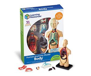 Learning Resources Modelo Anatómico Cuerpo Humano, Ages 8+, Maqueta de Anatomía Infantil con 31 Piezas, Aprendizaje Práctico sobre Órganos y Sistemas del Cuerpo, Incluye Guía Educativa y Soporte