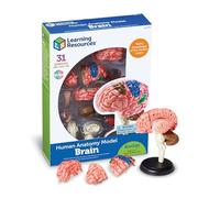 Learning Resources Modelo Cerebro, Cerebro Desmontable para Montar, 8+ años | Monta un cerebro desmontable y descubre sus partes con un modelo anatómico realista para aprender anatomía de forma práctica