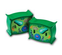 Learning Resources Modelo de clula vegetal de seccin transversal, anatoma de plantas, ciencia, accesorios para el aula, 2 piezas de espuma a p