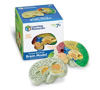 Learning Resources Modelo del Cerebro, Desmontable de Espuma, 7+ años | Explora la anatomía y cómo funciona el cerebro con un modelo realista que da vida a la biología mediante el juego práctico