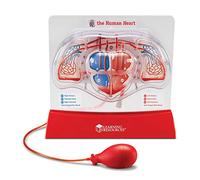 Learning Resources Modelo del corazón bombeante