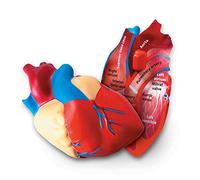 Learning Resources Modelo del corazón Humano con sección Transversal | Modelo de anatomía del corazón, anatomía humana para niños, modelos anatómicos humanos para niños, juguetes anatómicos