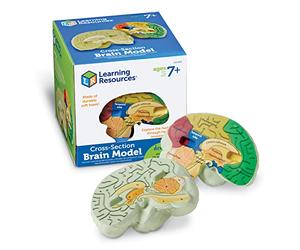 Learning Resources Modelo del Encéfalo, Ages 7+, Modelo Anatómico de Espuma Blanda, Sección Transversal, Estudio del Cerebro Humano, Herramienta Educativa