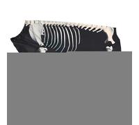 LearnLyrics Dogs Skeleton Costume Clothes, Cutting Skeleton Pet Clothes, Dog Comfortable Soft Skeleton Cosplay Skeleton Dog Outfit, Long Lasting Dog Jumpsuit Halloween Costume for Events
