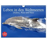 Leben in den Weltmeeren. Delfine, Wale und Haie (Wandkalender 2026 DIN A4 quer), CALVENDO Monatskalender: Gleiten und Leben in den Ozeanen der Welt