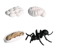 Lebenszyklus Figuren Set - Pädagogisches Montessorì Spielzeug | Realistische Tierfiguren | Biologie Lernspielzeug Für Kinder, Wachstumszyklus Insekten & Amphibien, Garten Deko Naturkunde Unterricht